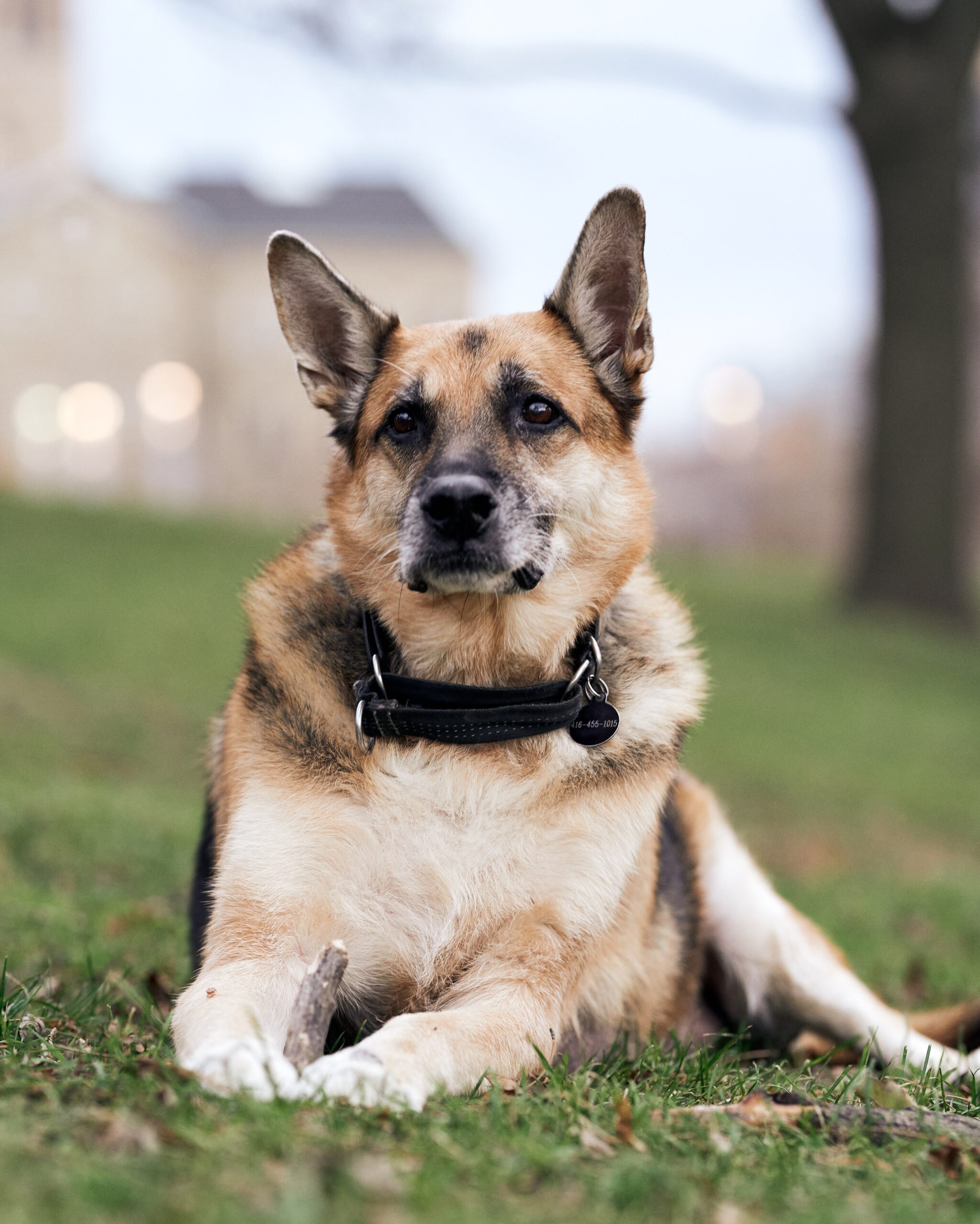 A dog is sitting on ground