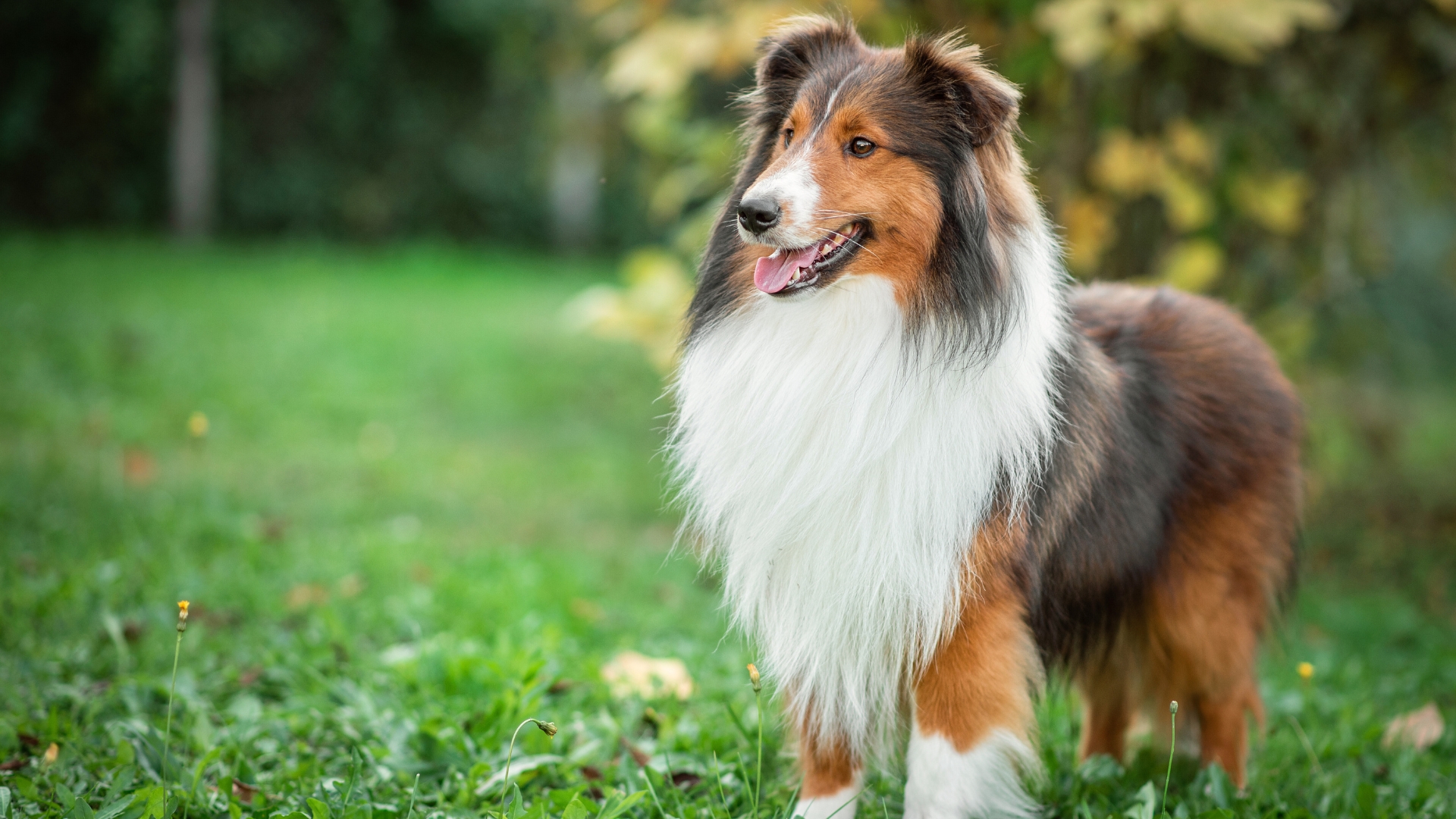 About Broadview Veterinary Hospital Vet In Toronto, ON