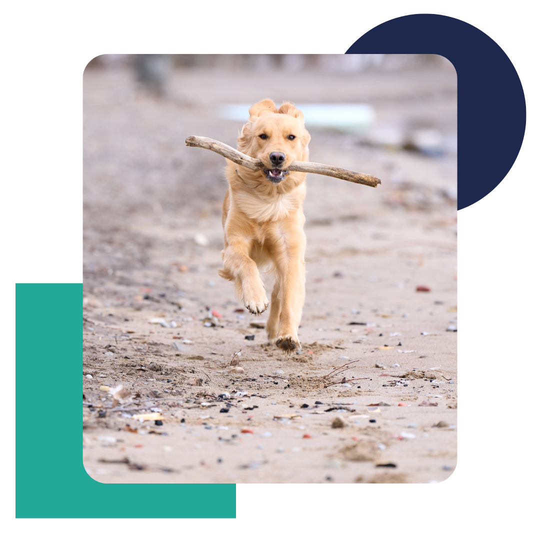 A joyful dog sprinting along the beach